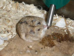 Roborovski Dwarf Hamster Color Markings