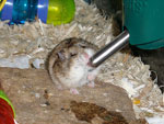 Roborovski Dwarf Hamster Drinking Water